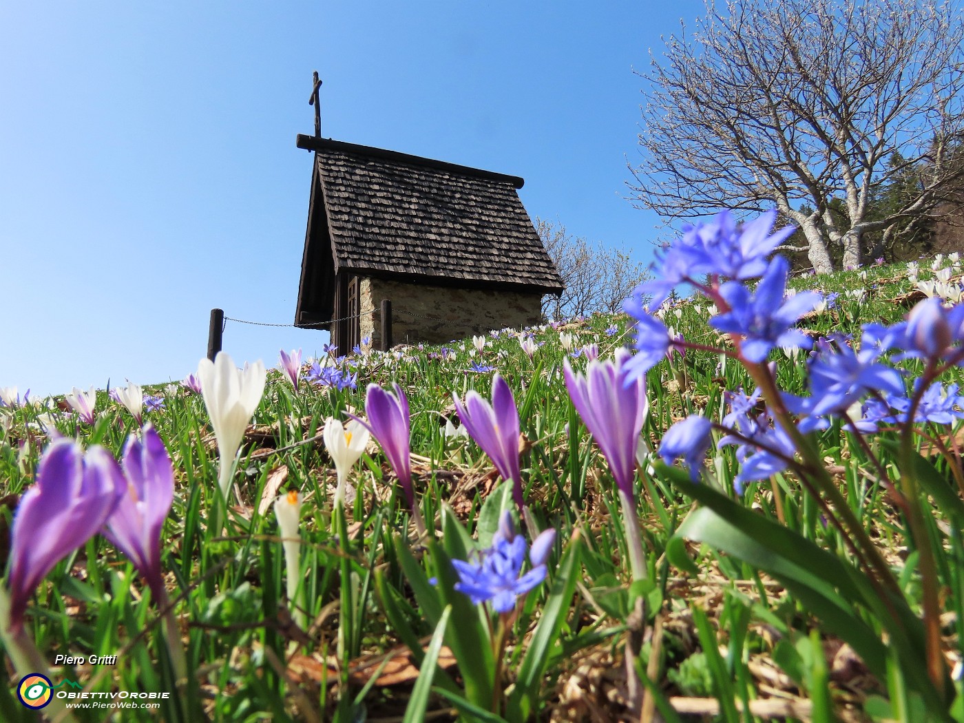 01Crocus vernus (Crocus) e Scilla bifolia (Scilla silvestre) ai prati della Pigolotta di Valtorta.JPG